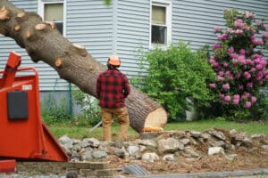 nh tree removal