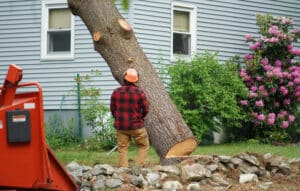 tree removal near me