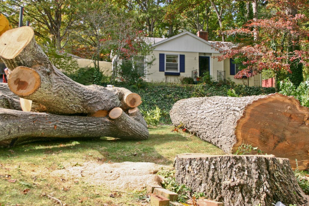 tree removal near me