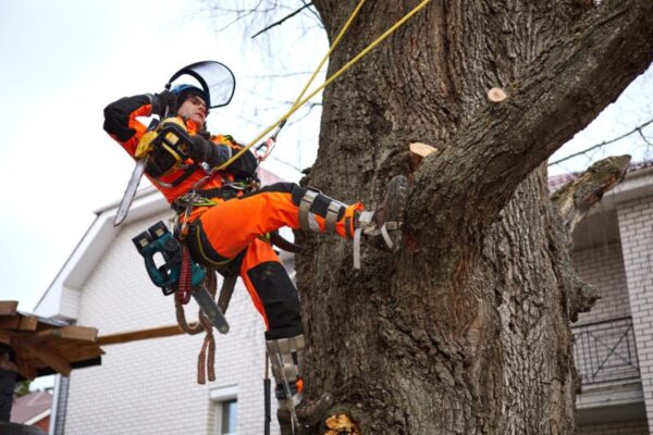 tree removal service